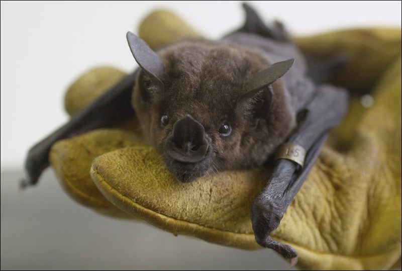 UT scientists use bats to study evolution of hearing Toledo Blade