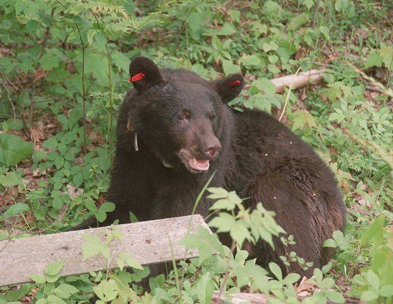 Bear sightings on the rise in Ohio The Blade