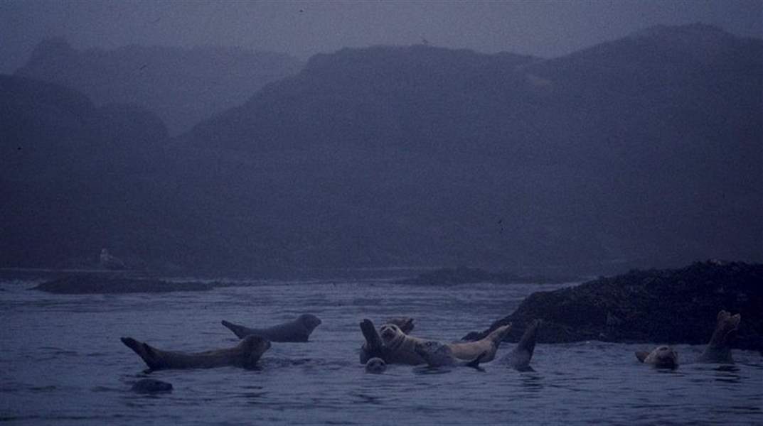 Whale-watching in New Brunswick is an inspirational visual treat - The