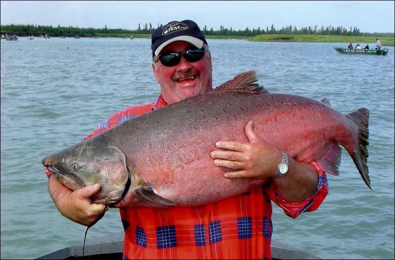 king salmon pics