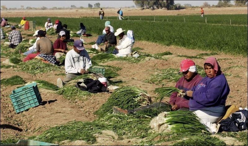  - After-U-S-hepatitis-scare-work-pushes-on-for-Mexico-s-green-onion-harvesters