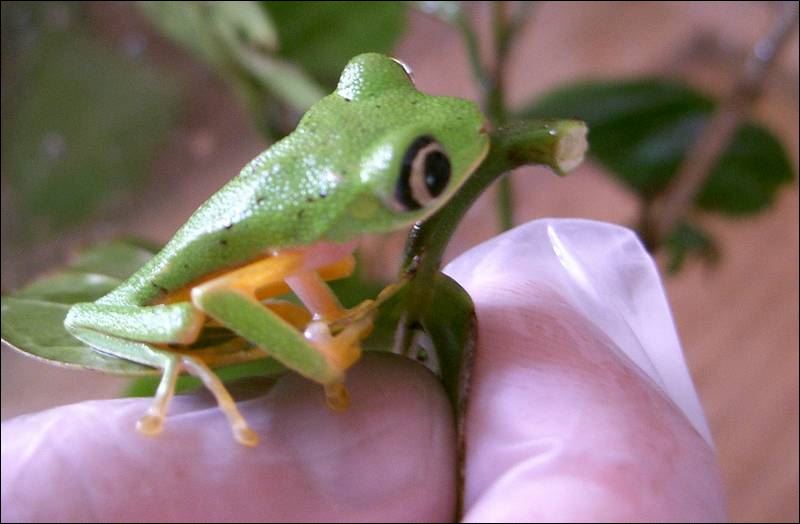 American Frog