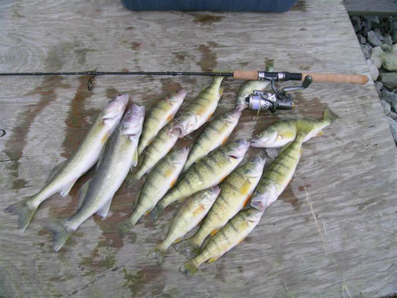 Lake Erie Yellow Perch Haven T Gone With The Wind - The Blade