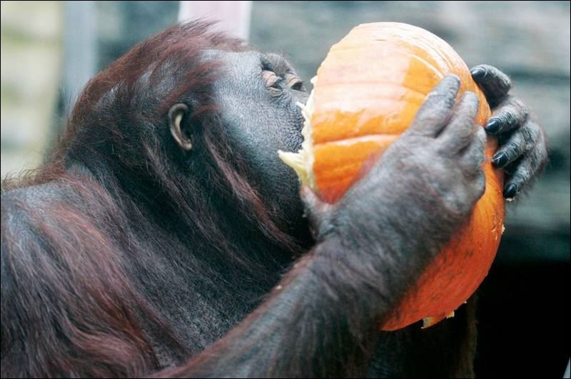 EVEN ANIMALS GET HALLOWEEN TREATS AT TOLEDO ZOO Toledo Blade