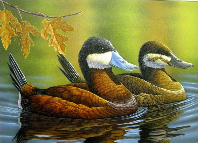 wildlife-habitat-stamps-waterfowl-stamps-and-more