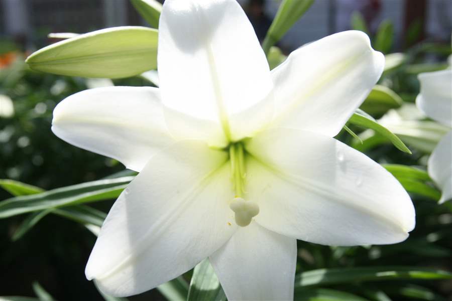 What To Do With Easter Lily After It Blooms - How to Plant Easter Lilies Outdoors