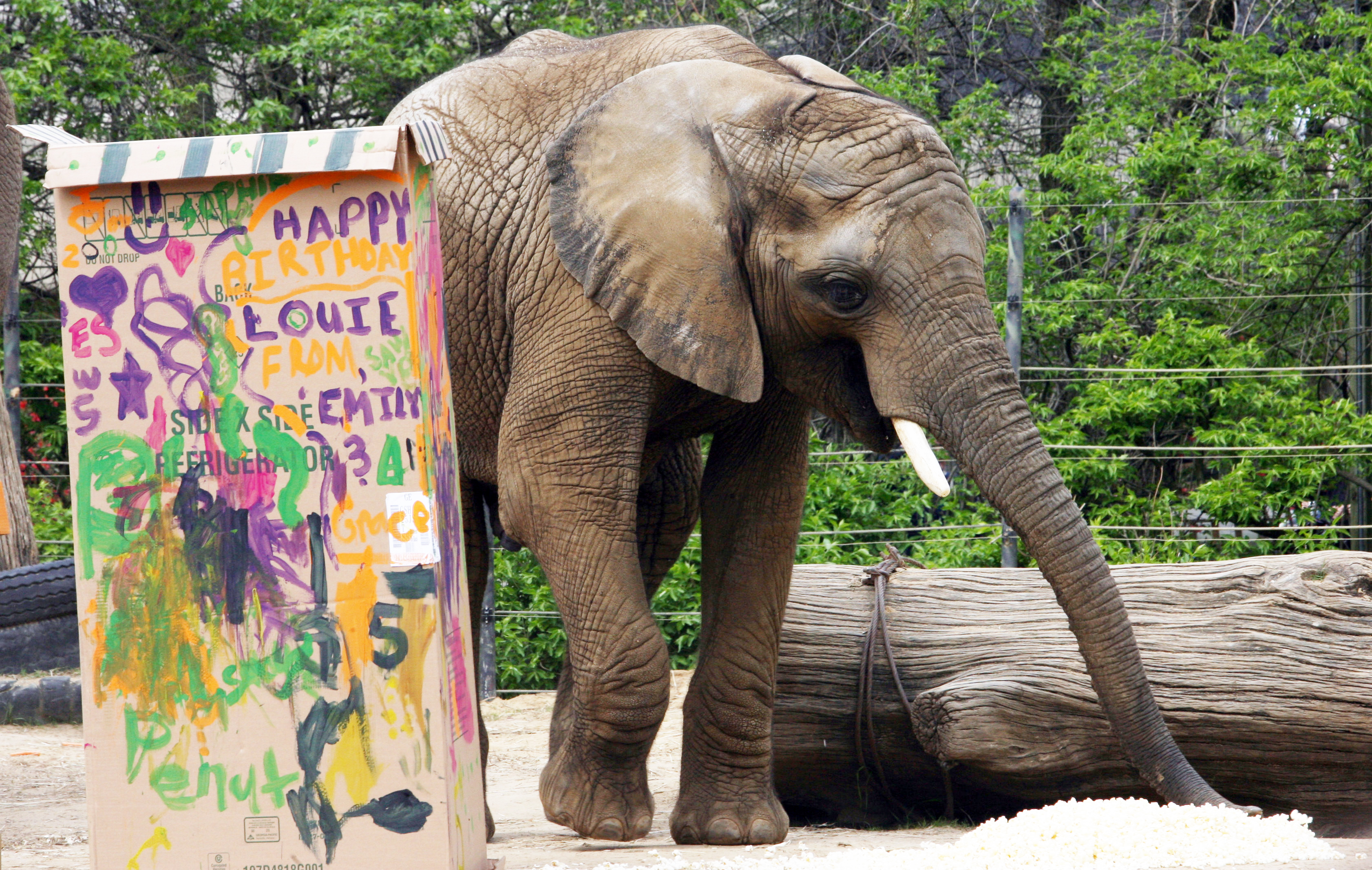 Toledo Zoo's star elephant gets new digs - The Blade