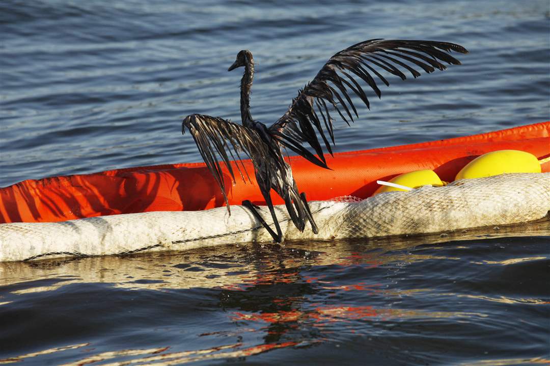 Gulf-Spill-Anniversary-Oil-Covered-Bird