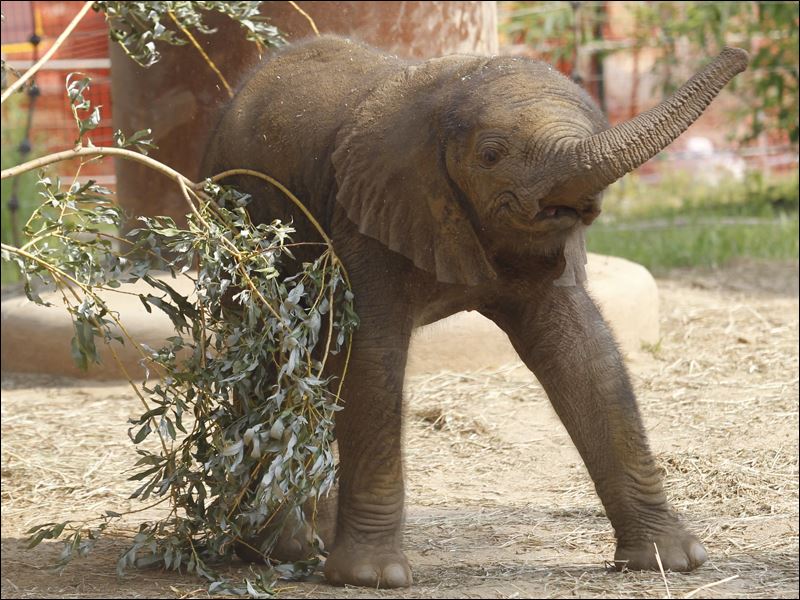 New elephant on exhibit at Toledo Zoo - Toledo Blade