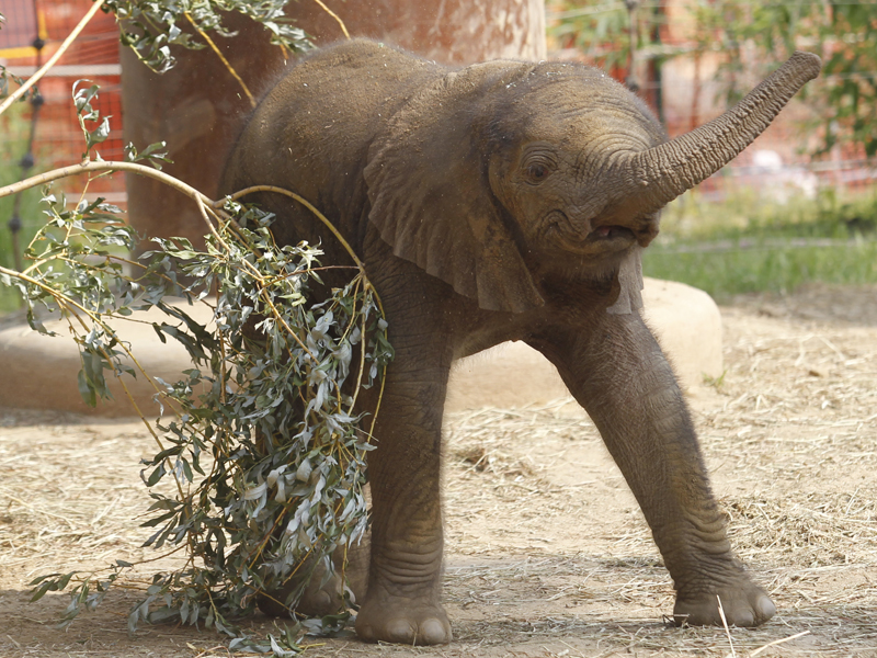 New elephant on exhibit at Toledo Zoo - The Blade