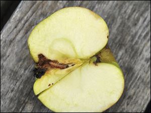 Pests, Disease Bedevil Apple Trees, But There Are Solutions - Toledo Blade