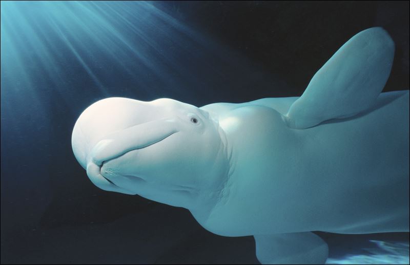 Beluga Whale Swimming