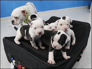 A-litter-of-puppies-and-their-mother.jpg