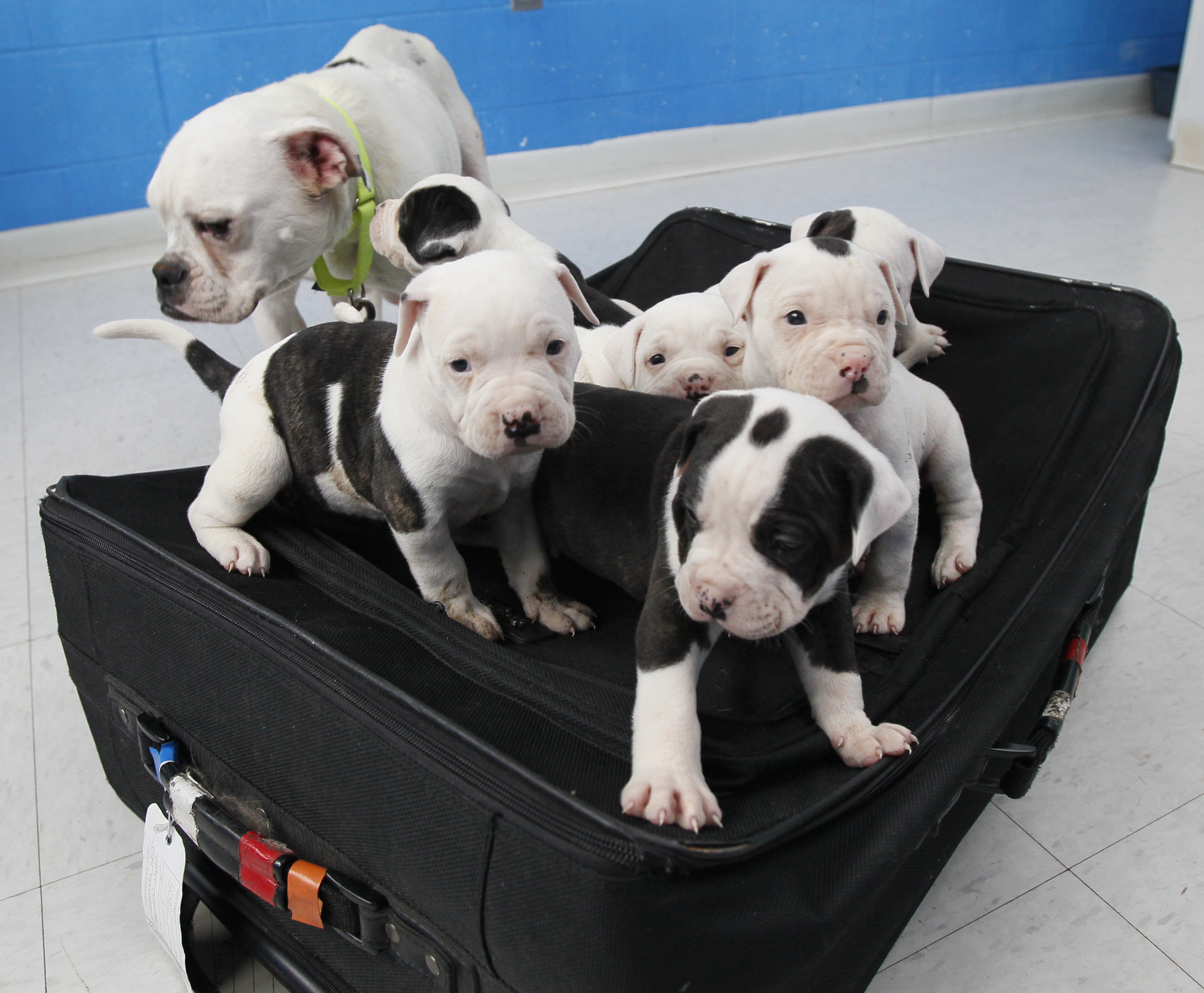 6-bulldog-pups-found-in-suitcase-tag-leads-to-toledo-man-s-arrest