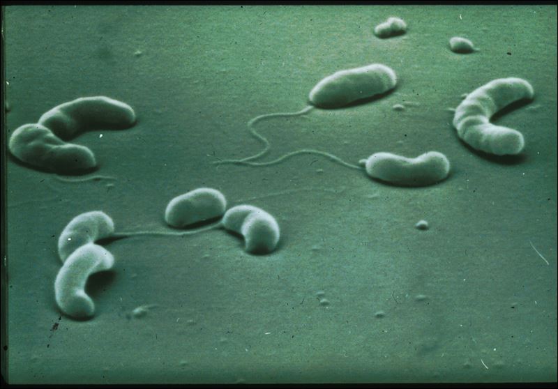 bacteria on people