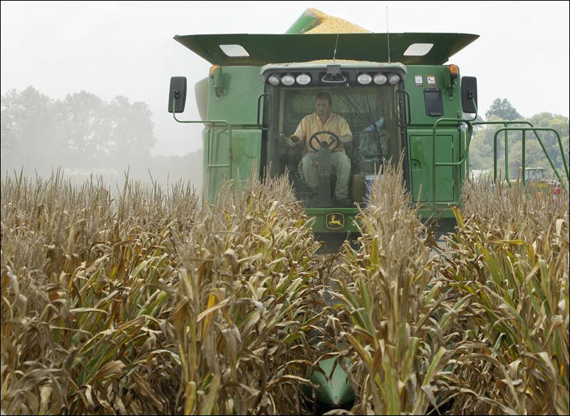 corn crop field