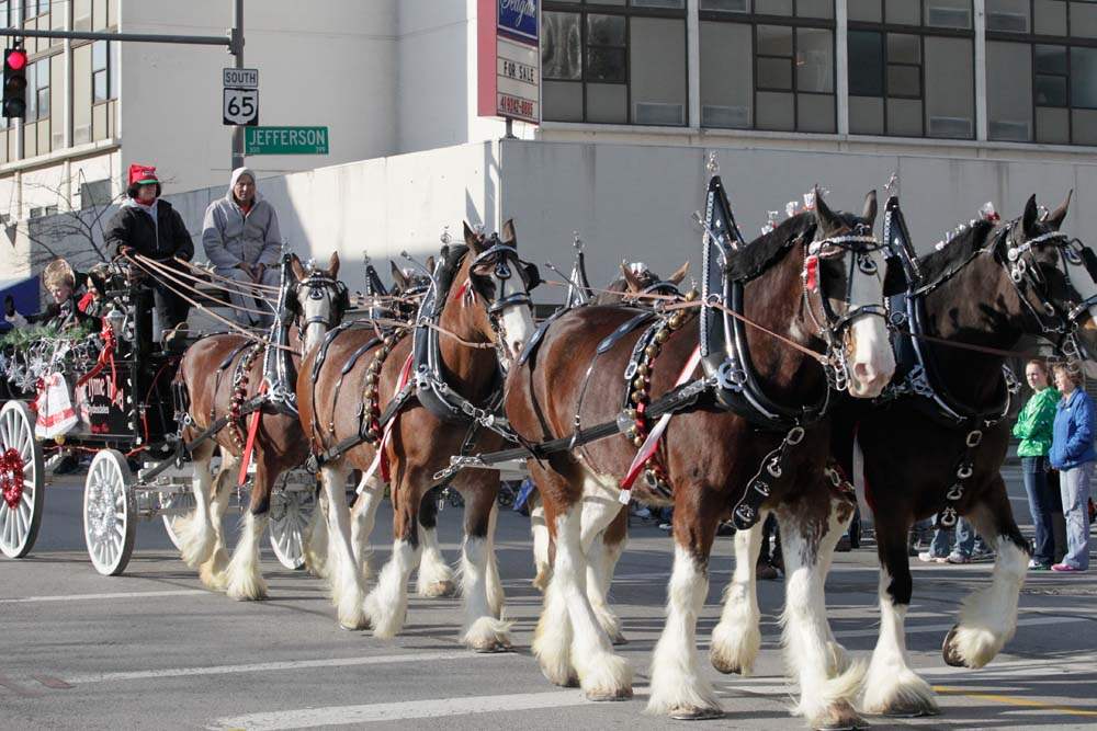 Holiday-Parade-Clydesdales
