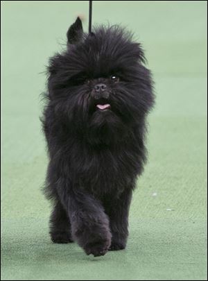 Dog-Show-Banana-Joe-affenpinscher.jpg