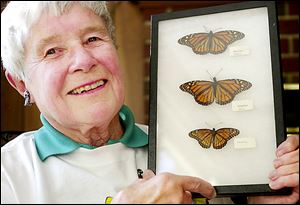 Doris Nettleman Stifel holds a case with female and male monarchs and, at bottom, a viceroy butterfly.