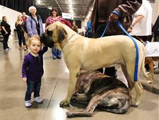 After nearly century, Detroit dog show canceled - The Blade