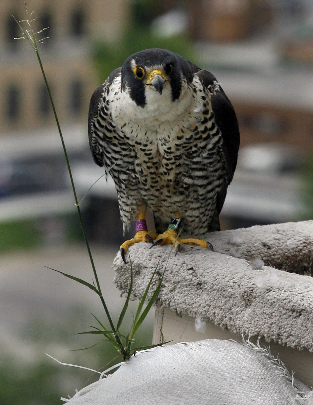 stuffed peregrine falcon