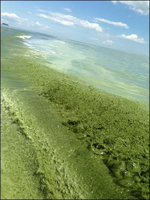  - algae-jpg