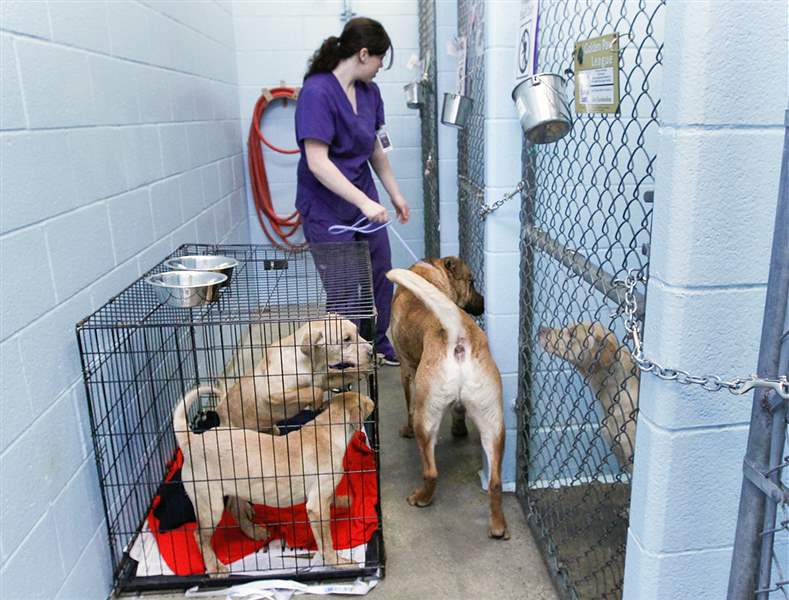 25-rescued-animals-put-strain-on-toledo-area-humane-society-the-blade