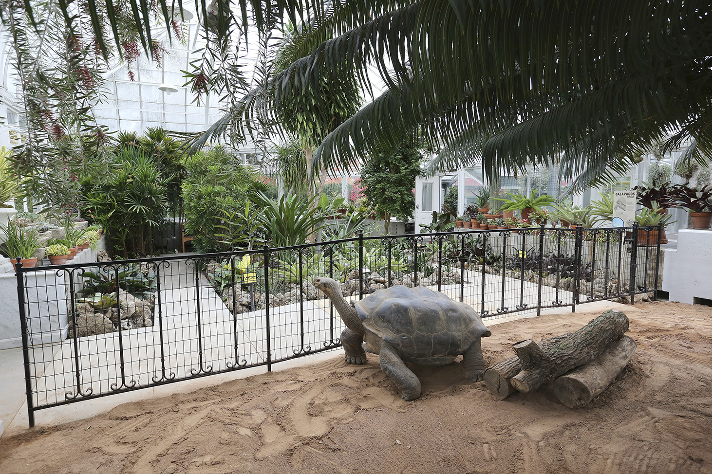 toledo-zoo-s-star-elephant-gets-new-digs-the-blade