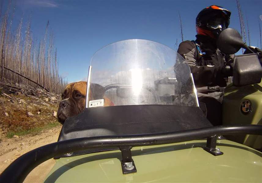 Slobbery sidekicks: Dogs ride in bikers' sidecars - The Blade