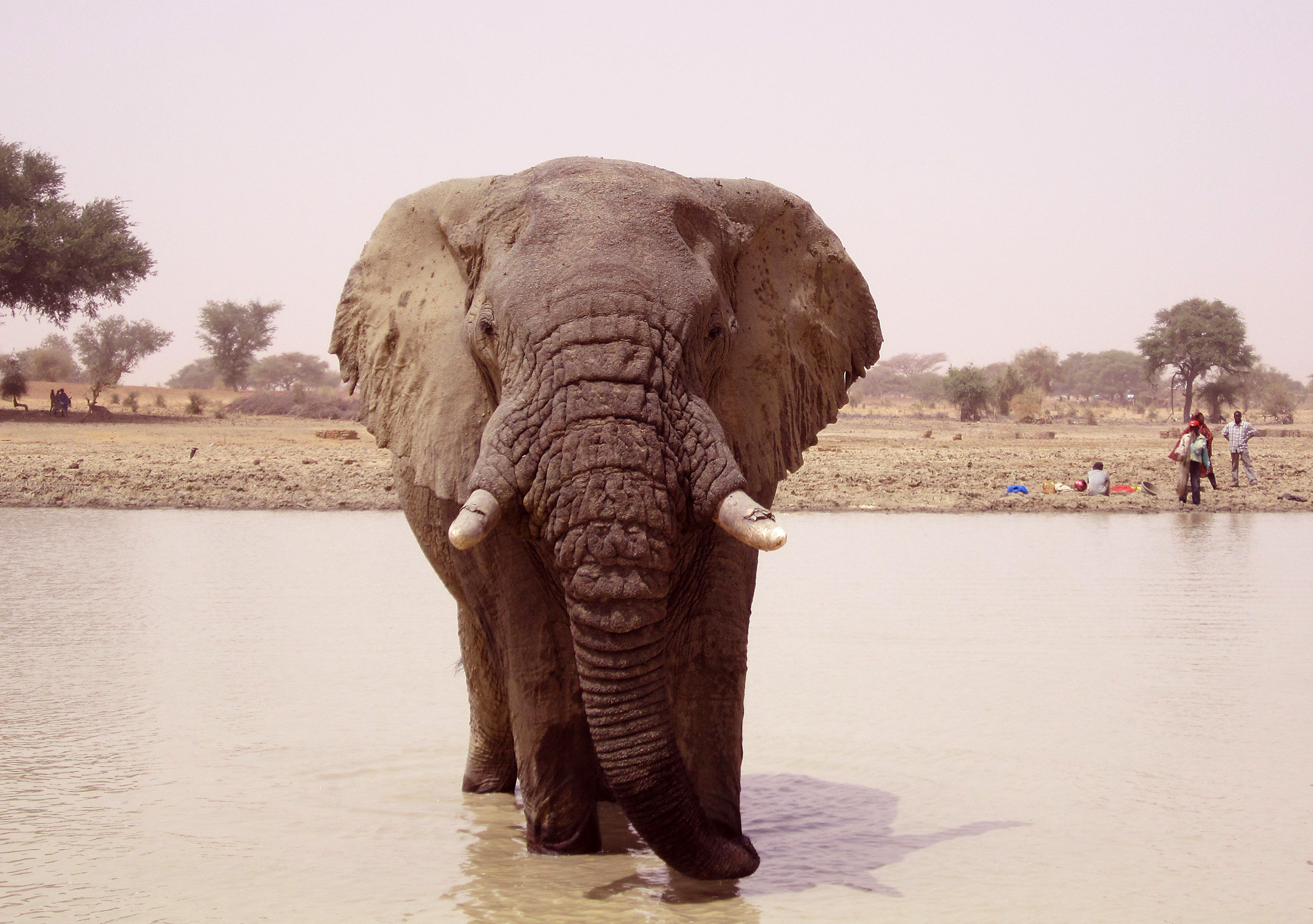 At least 19 Malian elephants killed by poachers - The Blade