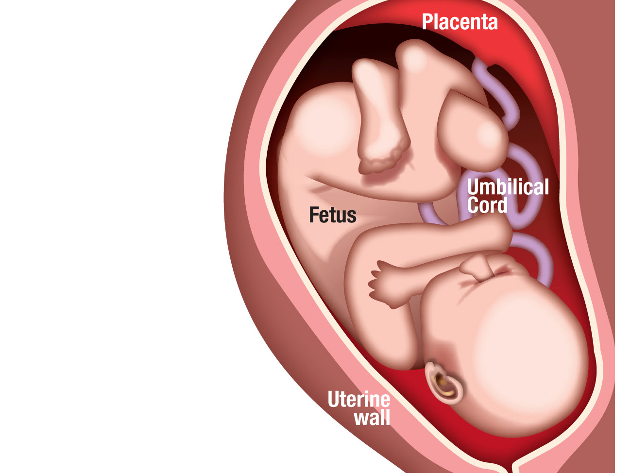 battledore-placenta-liberal-dictionary