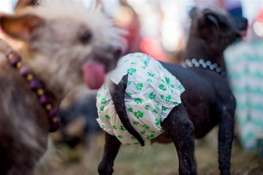 Deformed mutt named Quasi Modo is crowned World's Ugliest Dog - The Blade