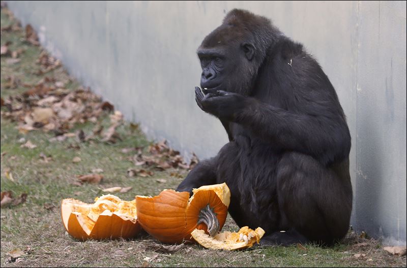 Zoo animals enjoy a Halloween treat Toledo Blade