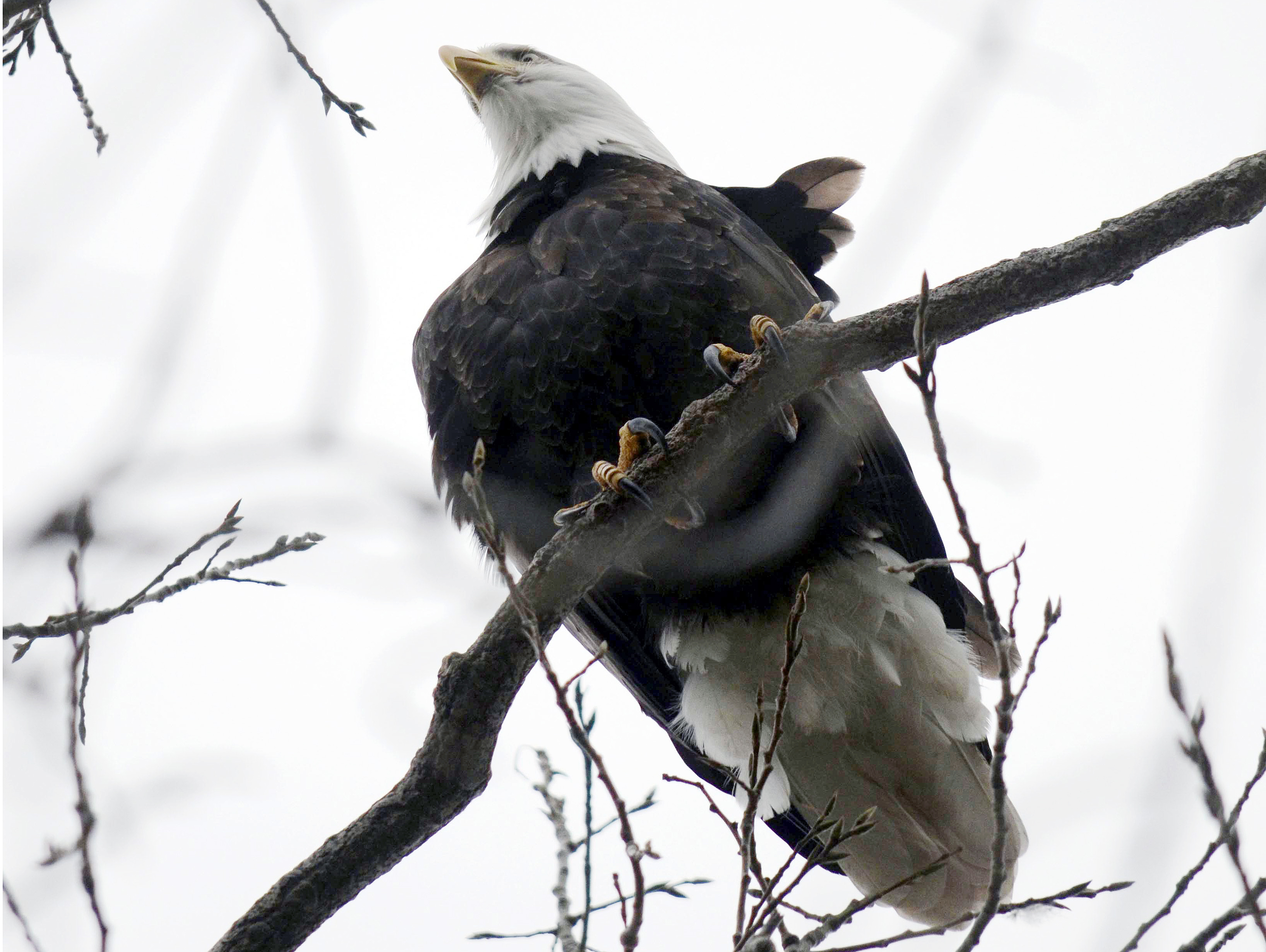 Bald eagle population soars in Boston The Blade