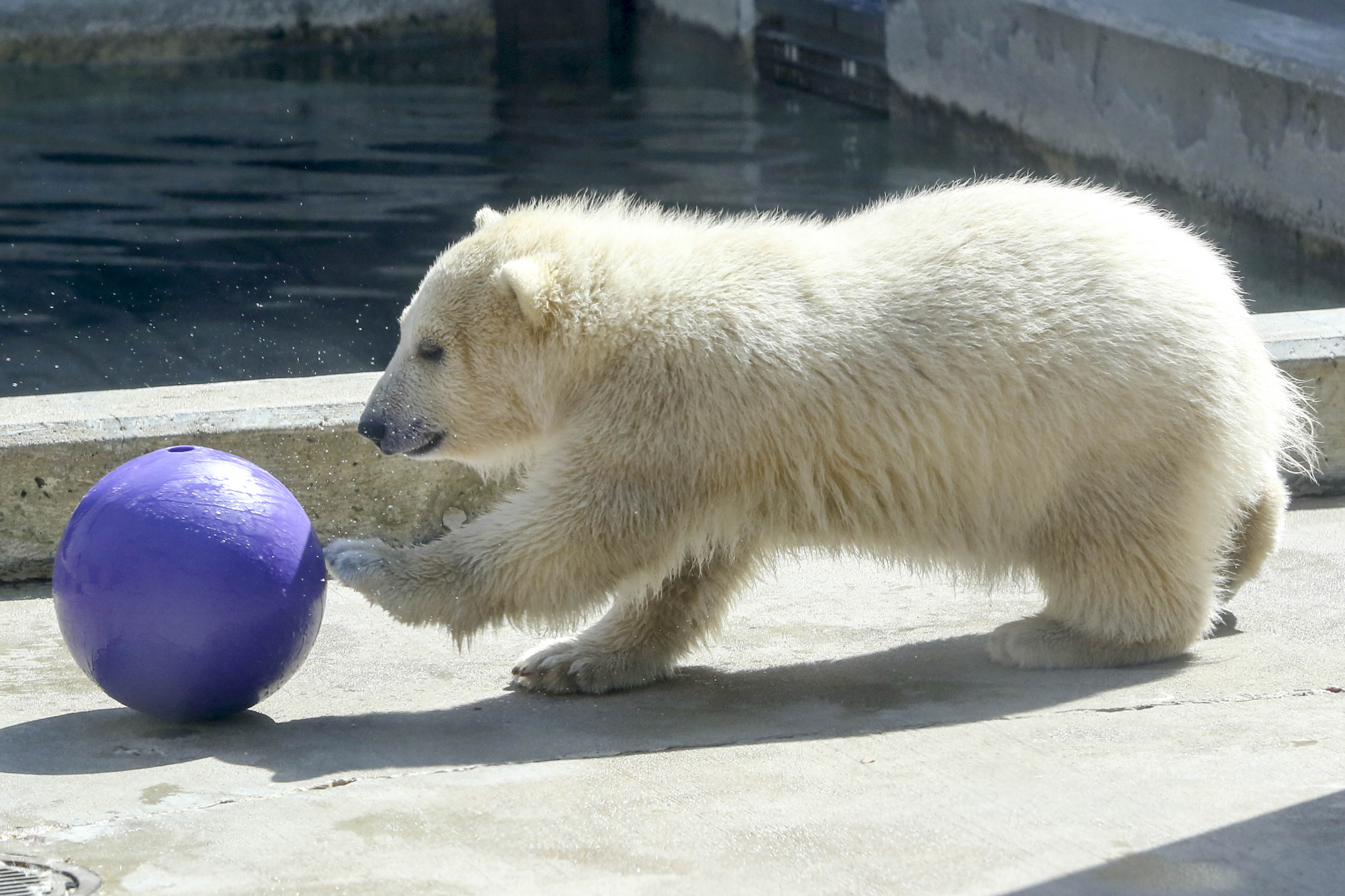 Toledo Zoo polar bear cub to debut Friday The Blade