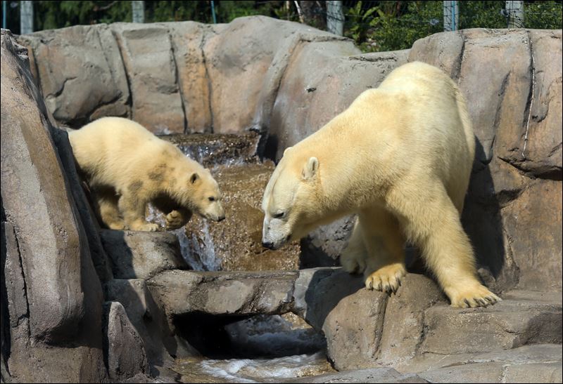 New polar bear cub greets the public at the Toledo Zoo Toledo Blade