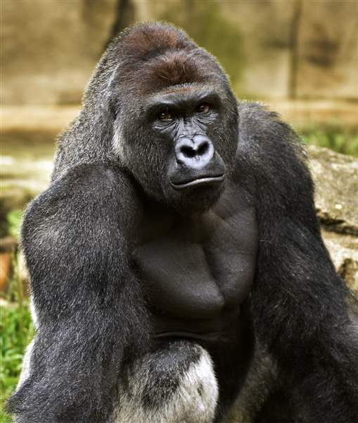 No charges against boy's mother in gorilla case