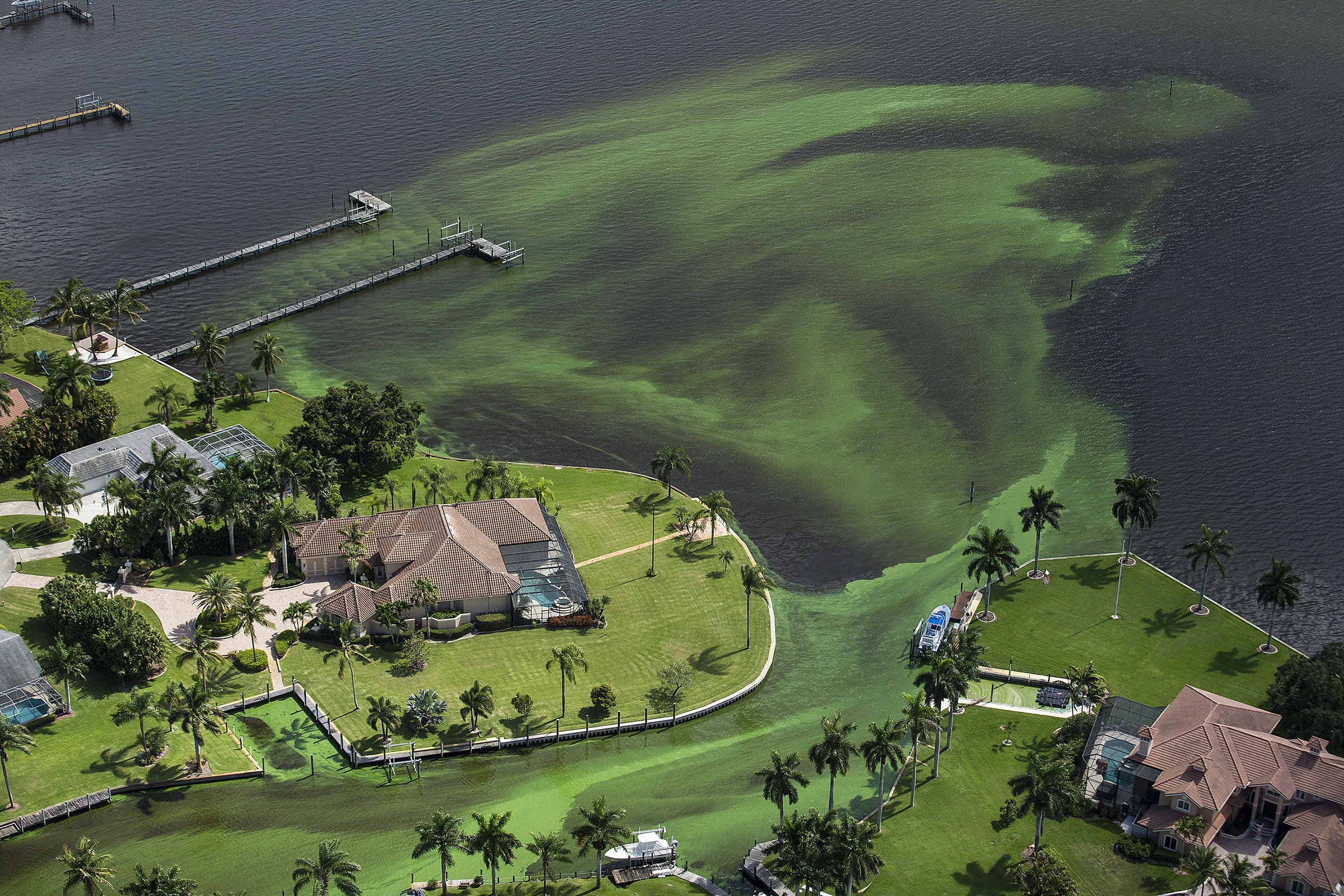 Army Corps to reduce lake flows fueling Florida algae bloom The Blade