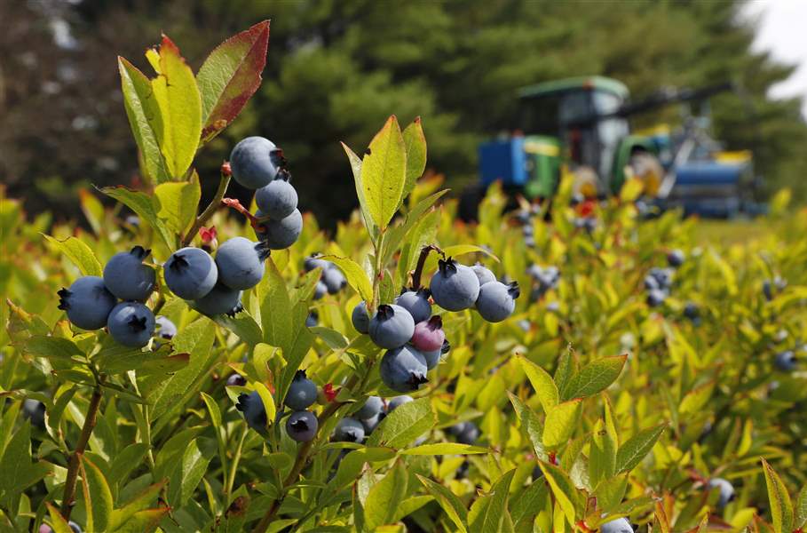 Get Growing Michigan is a rock star of blueberry production The Blade