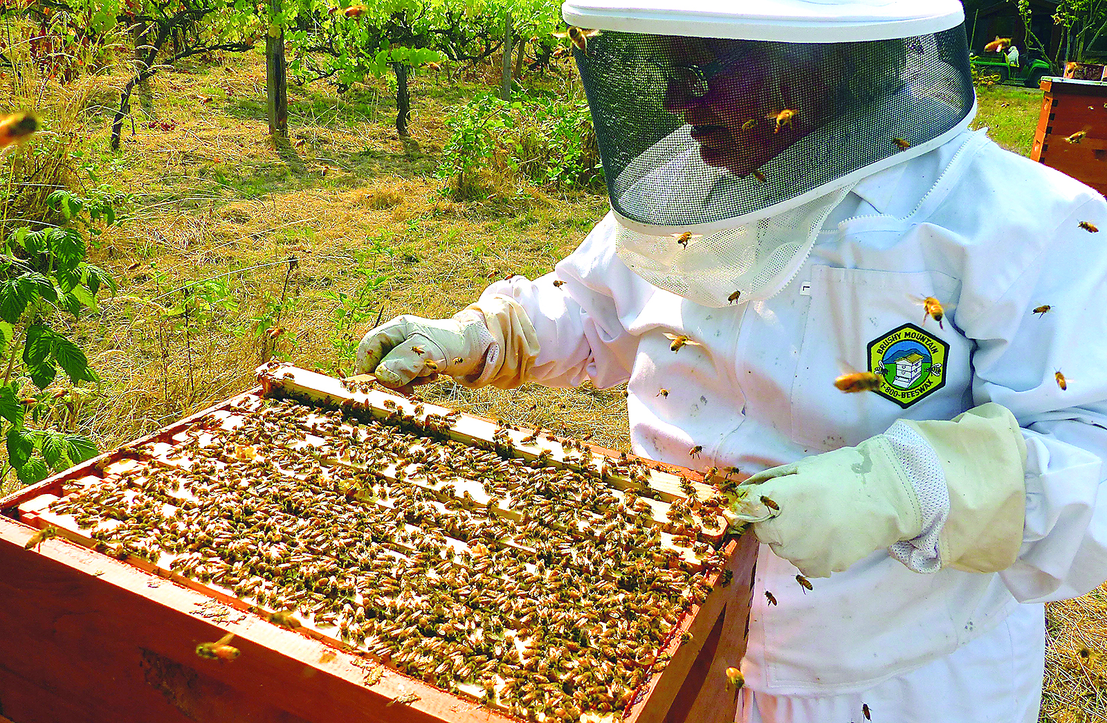 Beekeepers, growers get stung by hive thefts - The Blade