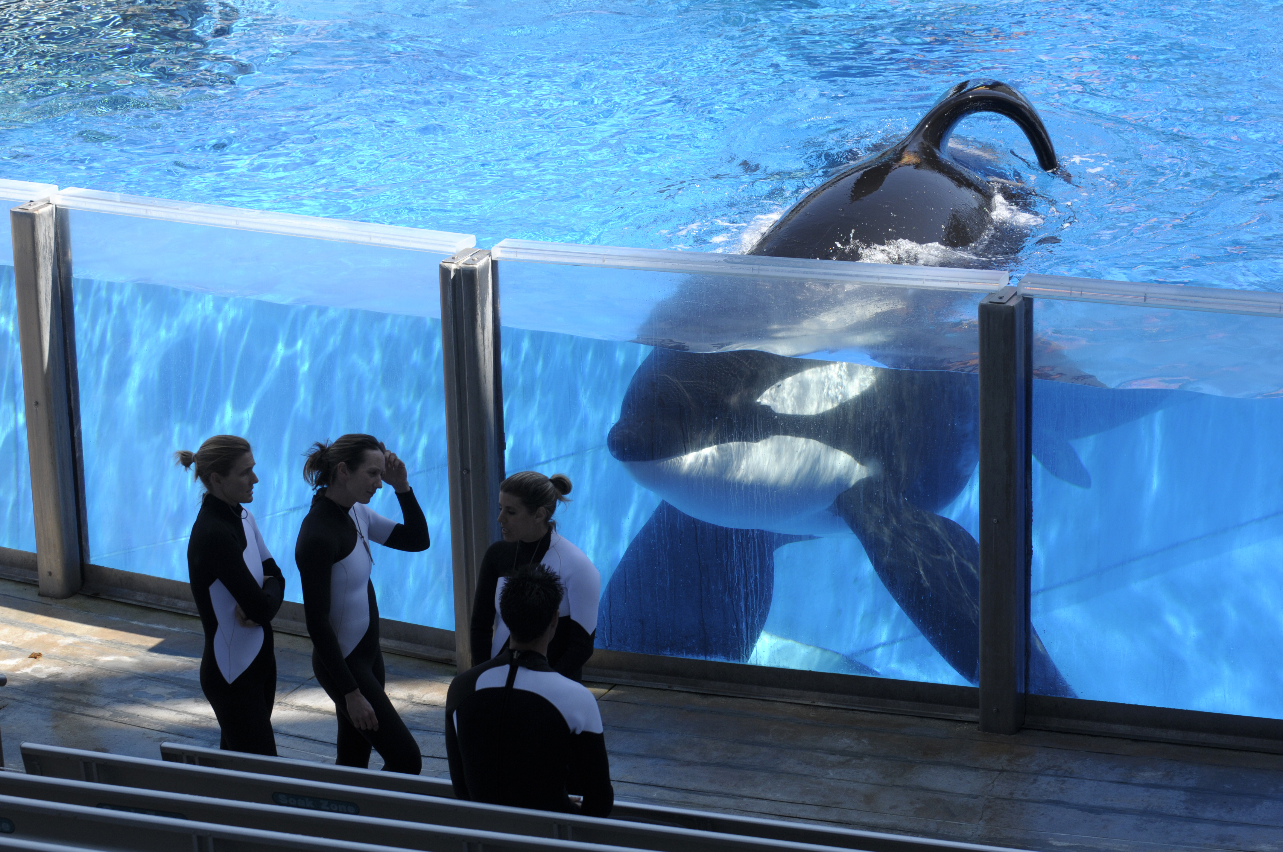 SeaWorld Tilikum, orca that killed trainer, has died The Blade
