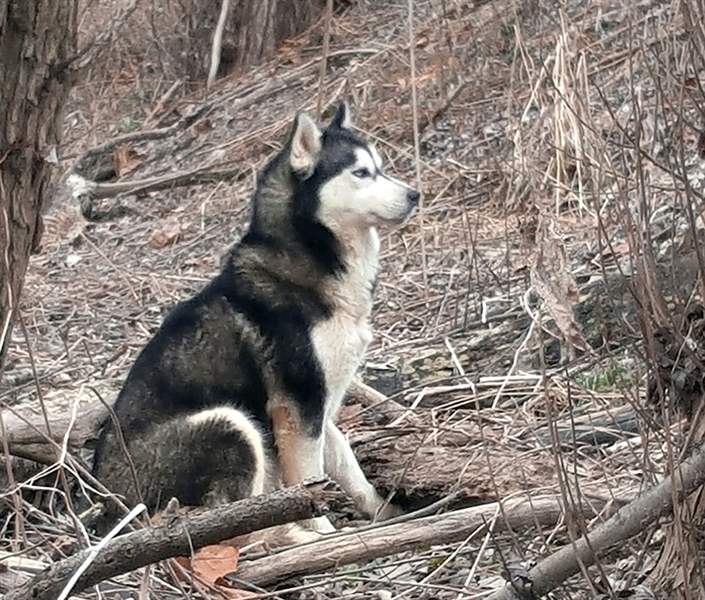 Authorities Looking Into Whether Owner Abandoned Huskies The Blade
