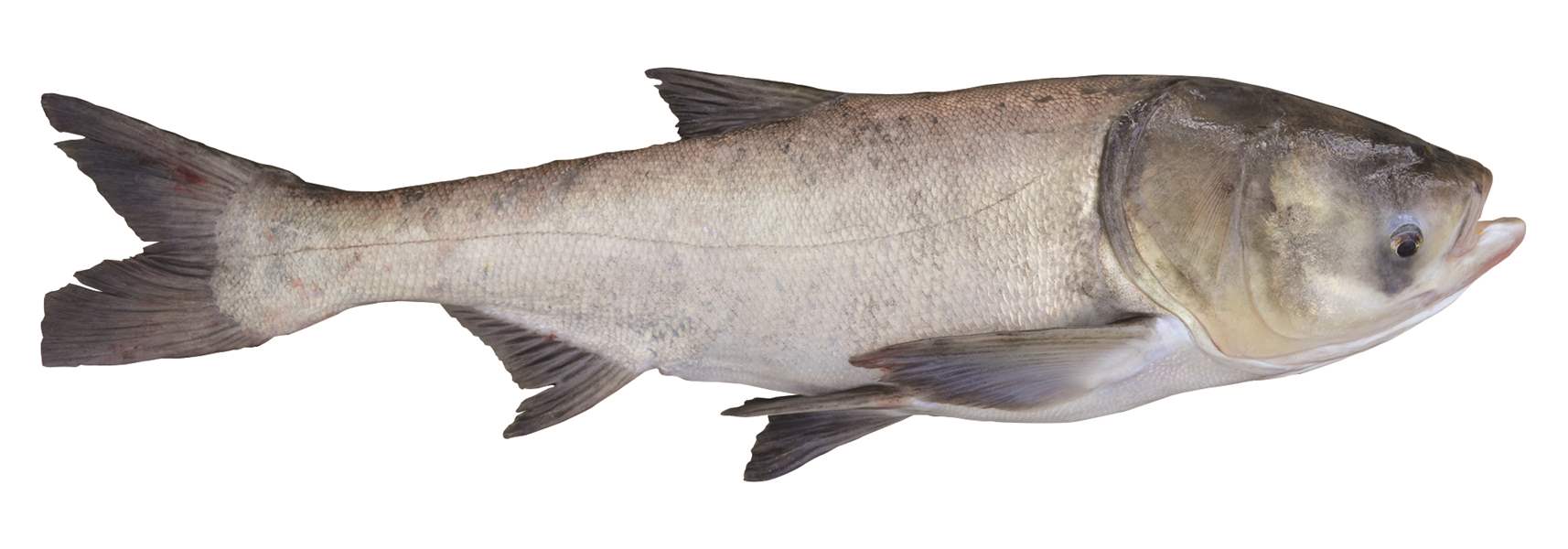 invasive-asian-carp-continue-push-toward-the-great-lakes-the-blade