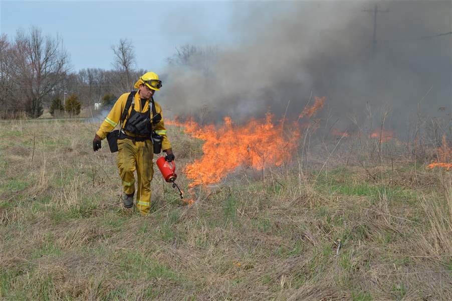 Friendly Fire Controlled Burns Help Rejuvenate Native Plants And 