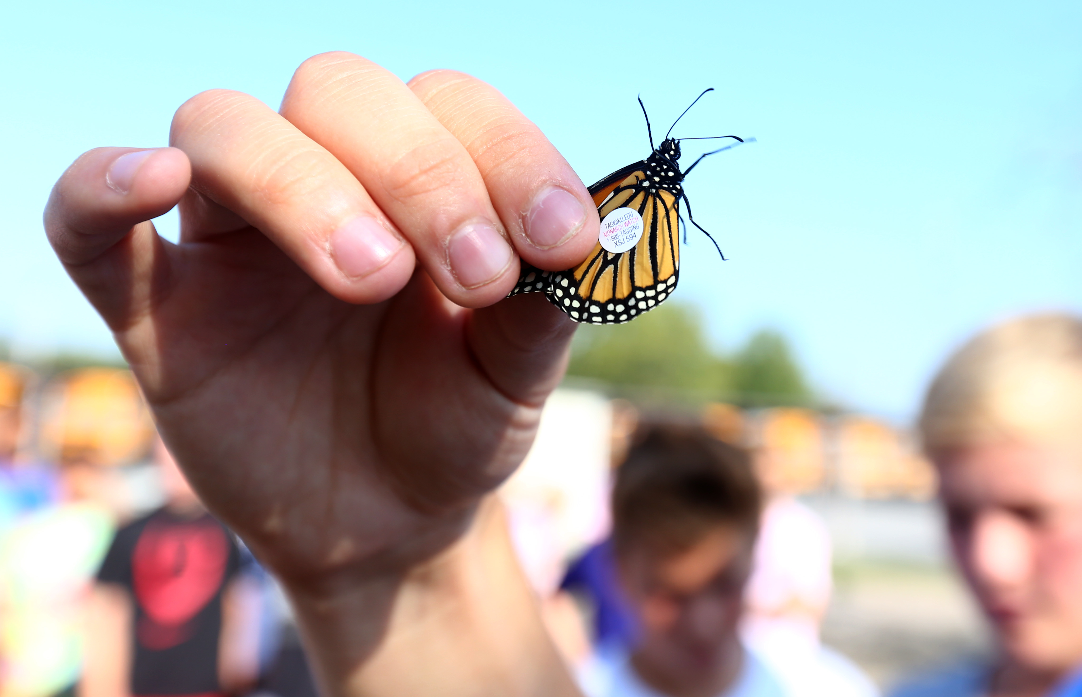 maumee-students-help-butterflies-spread-their-wings-the-blade