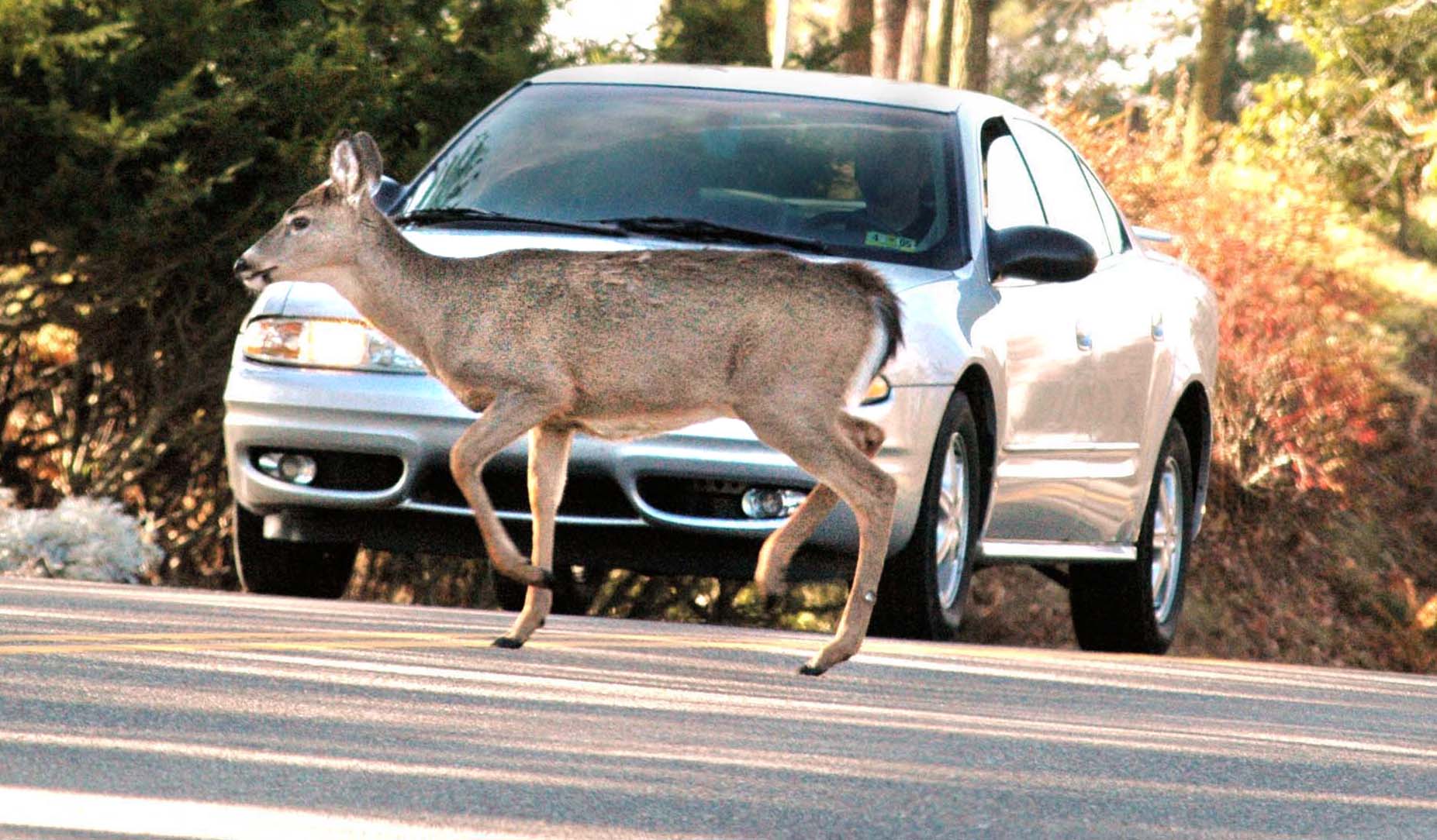 Car vs. deer crashes in Wood County spike in November - The Blade