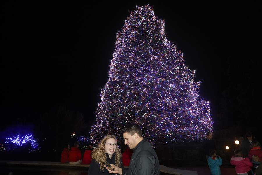 GALLERY Treelighting ceremony at Toledo Zoo The Blade