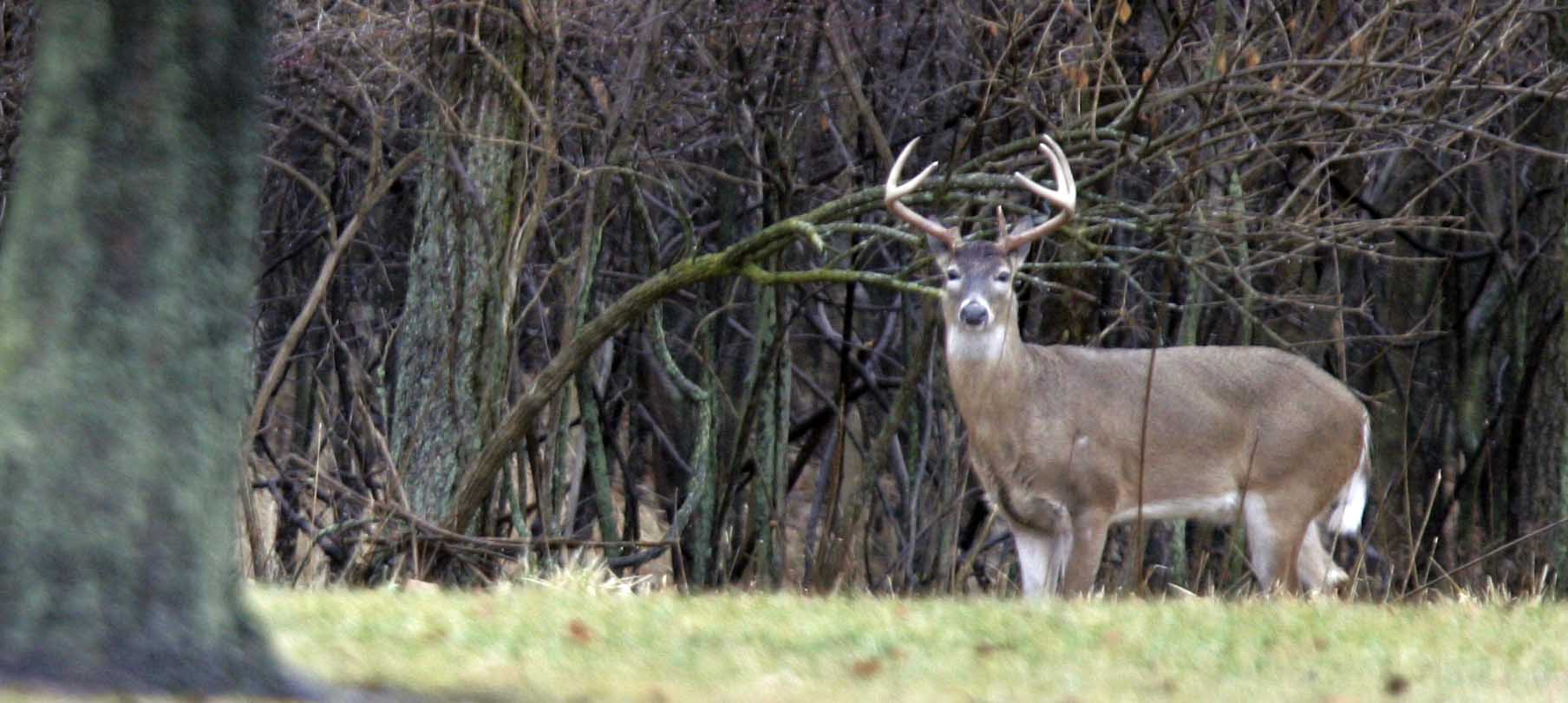 Archery hunters continue to play significant role in Ohio deer season