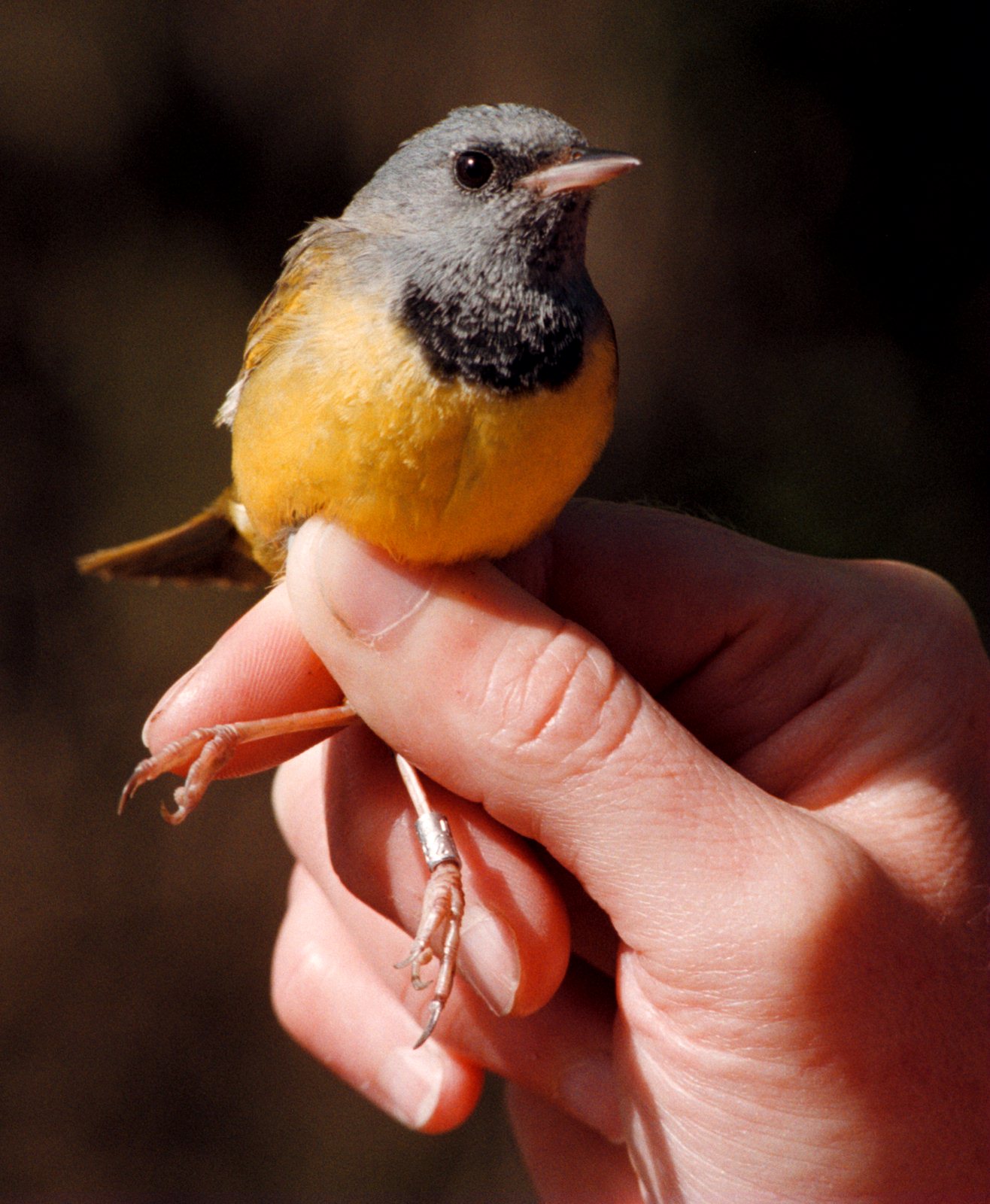 bands-help-unlock-some-of-the-mysteries-of-the-life-and-times-of-birds