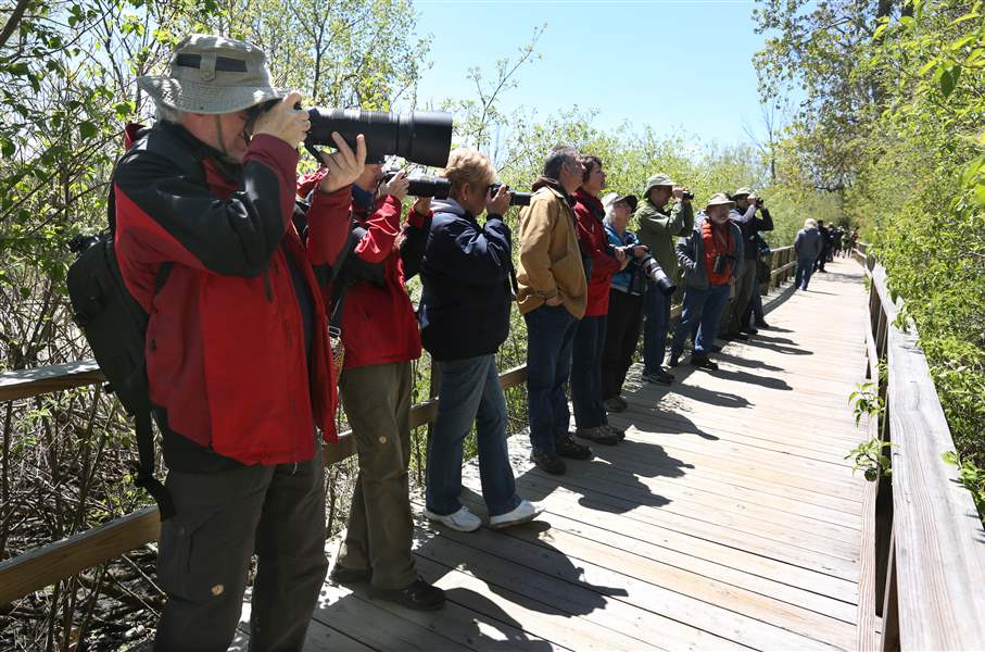 Magee Marsh boardwalk a for birds, birders The Blade